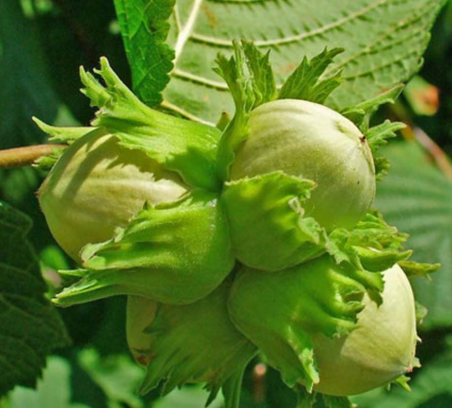 تولید و فروش نهال پیوندی و غیر پیوندی اصلاح شده بهمن پور در قزوین